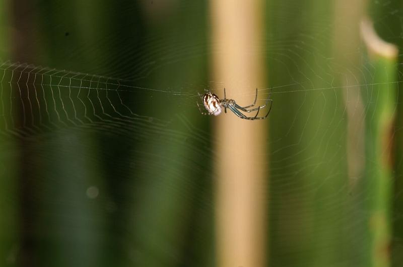 Leucage_granulata_D5544_Z_84_Wellington Point Esplanada_Australie.jpg